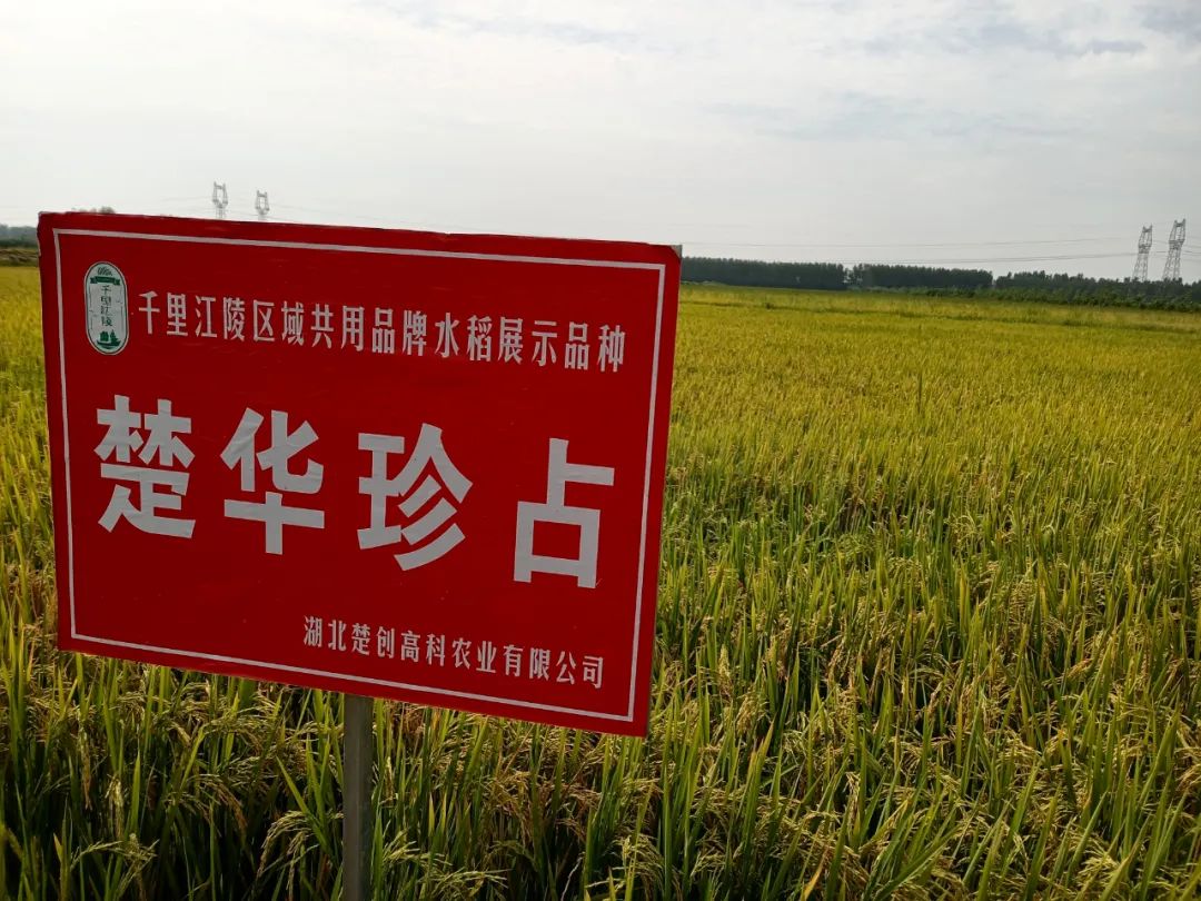 楚创高科